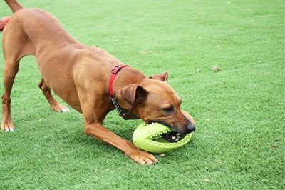 Happy Pet Grubber interaktiver Rugbyball