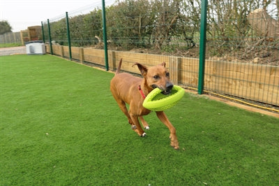Happy Pet Grubber interaktiver Rugbyball