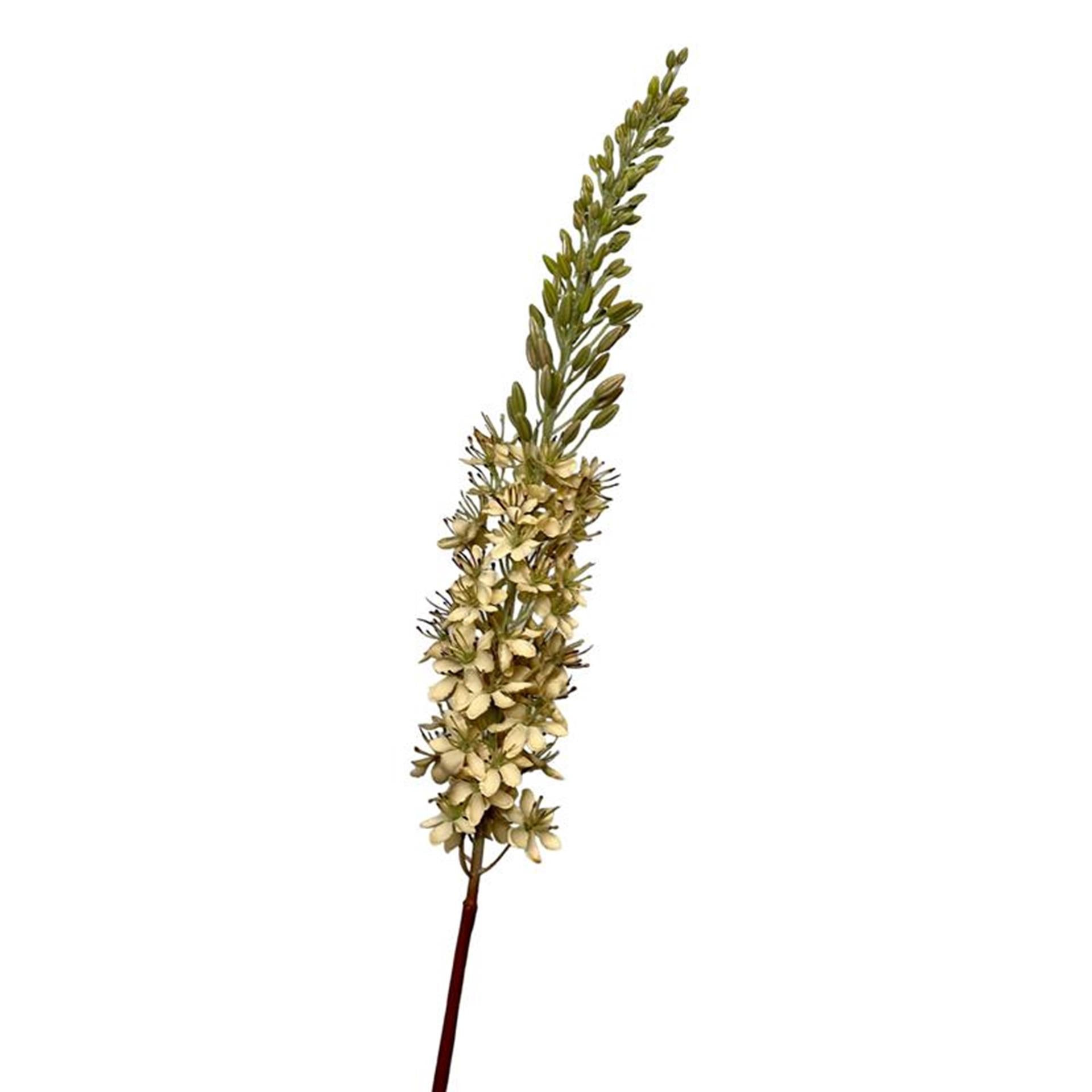 Roberts collection kunstbloem eremurus 106cm creme