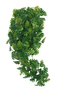 Komodo-Pflanze gespaltener Philodendron