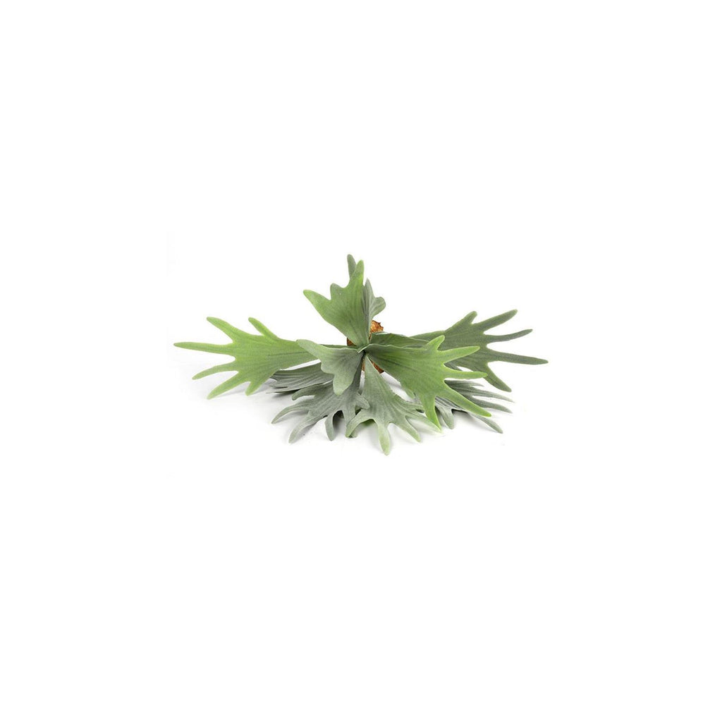 Countryfield kunstplant platycerium groen 10xh63,5cm