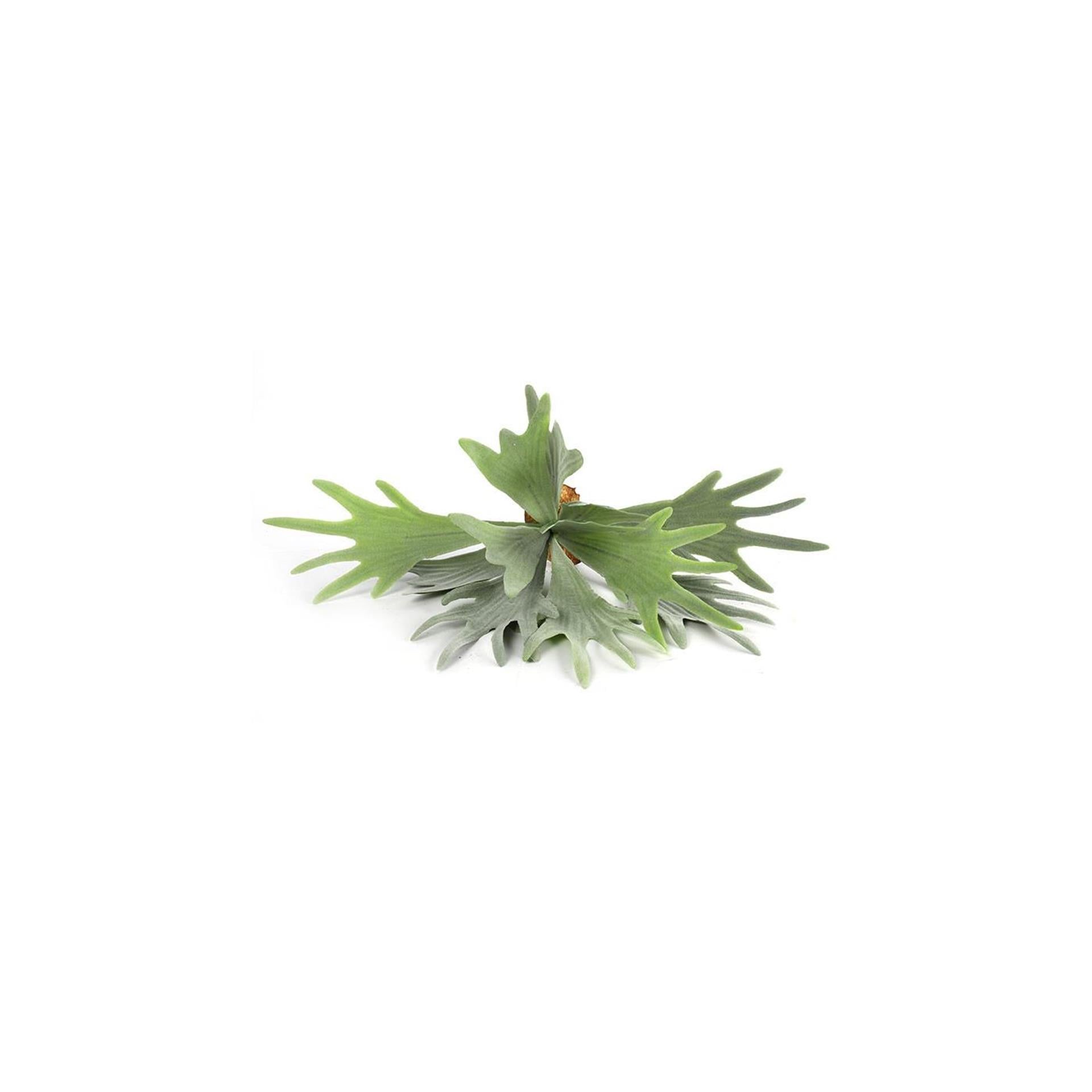 Countryfield kunstplant platycerium groen 10xh63,5cm