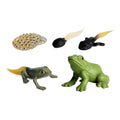 Cyclplus Lebenszyklus Frosch Spielfiguren Set
