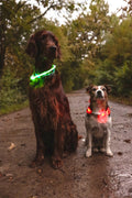 Flamingo visio leora - halsband honden - halsband led leora groen 33-63,5cm 8mm - 1st - 127009 - 1st one size