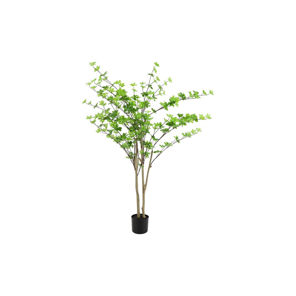 Countryfield plant dysosma m groen