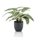 Smaragd-Smaragdkunstflanze im Topf Zebrina Calathea 38 cm