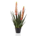 Smaragdgrüne Aloe-Pflanze im Topf mit 2 Blüten, 80 cm