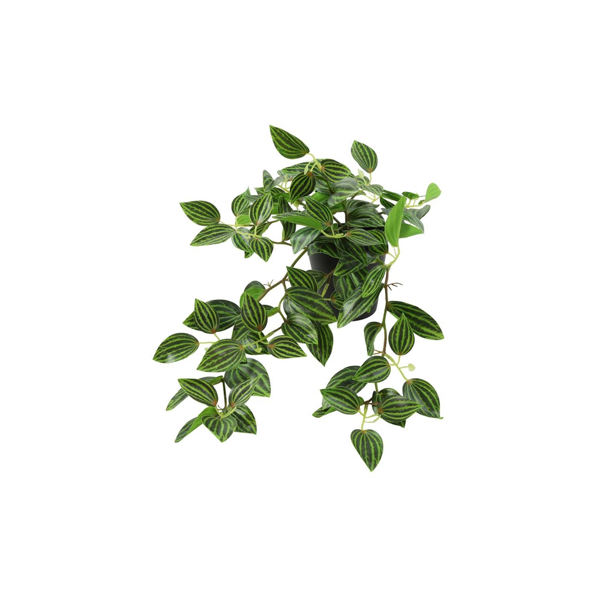 Countryfield kunstplant peperomia groen h23cm