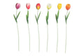 Countryfield tuinsteker tulipa h60cm