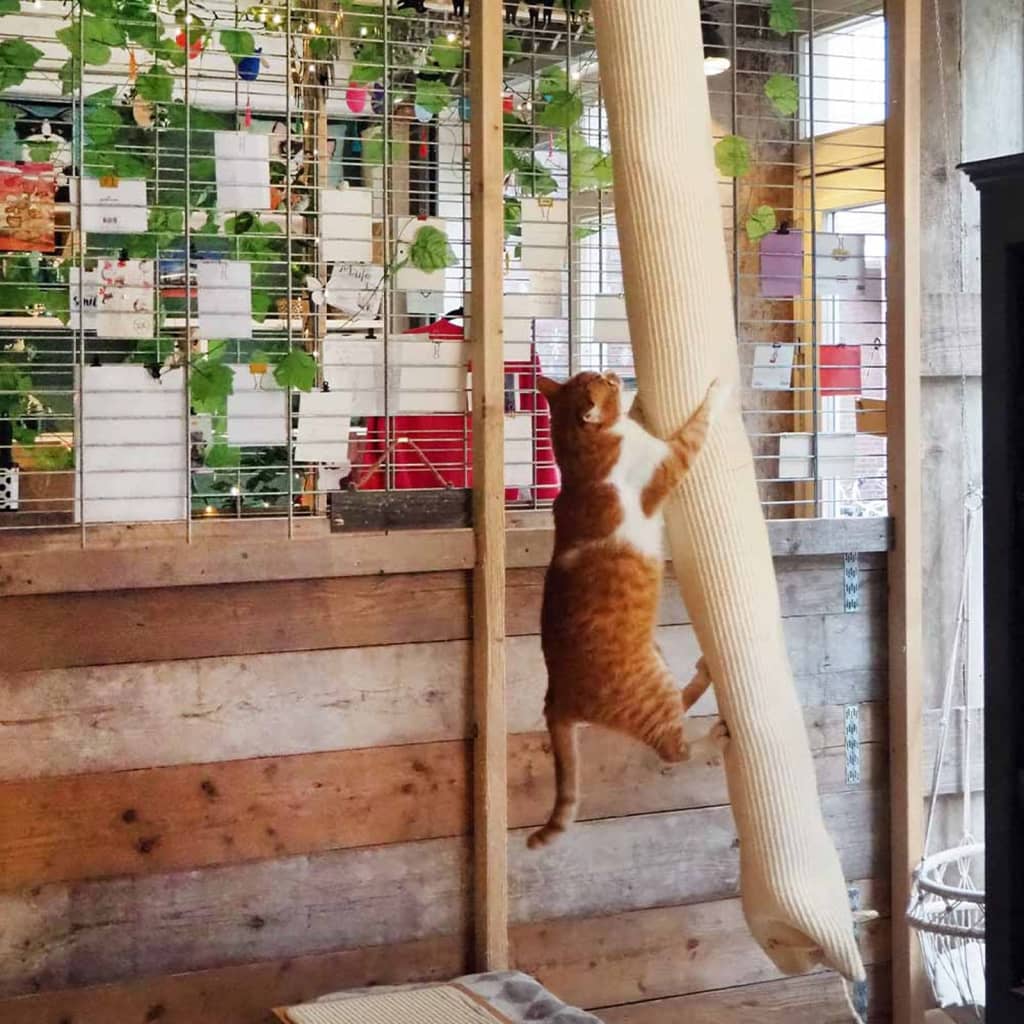 Quapas! Klettersack für Katzen, 180 cm, Sisal