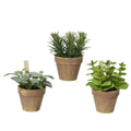 Decoris plant in pot 15x15x17cm