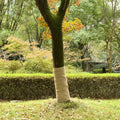 Vidaxl jute rollen 2 st 200 g m² 1x50 m 100% jute
