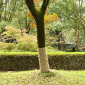 Vidaxl juterol 1x15 m 100% jute 200 g m²