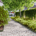 Vidaxl gazonranden 10 st 10x103 cm koudgewalst staal olijfgroen