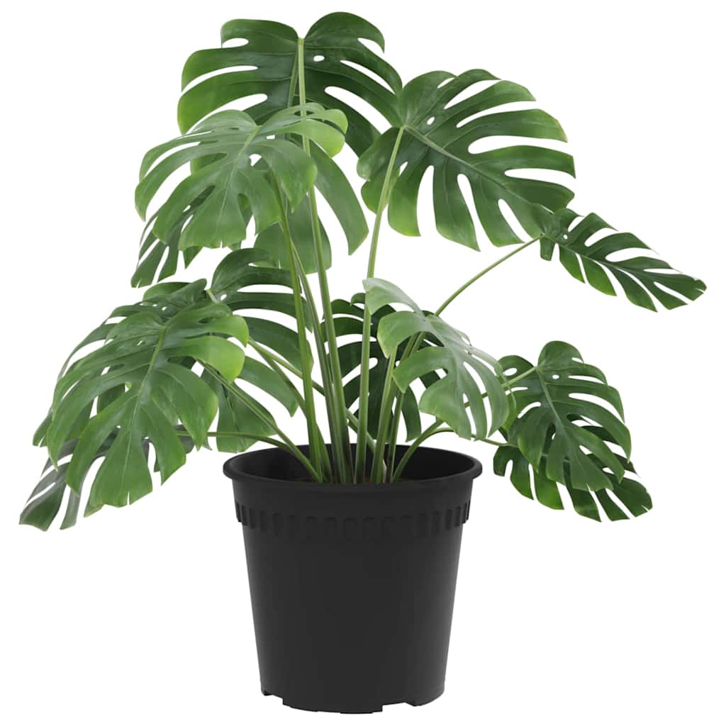 Vidaxl ronde bloempot 6 pcs zwart ø 19 x 16 cm kunststof