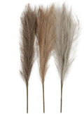 Creativ Company Pampasgras beige braun grau, 3 Stück.