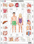 Larsen le corps humain – puzzle – corps humain – anatomie – puzzle éducatif pour enfants – 35 pièces – fabriqué en norvège – pièces extra épaisses de 2,5 mm – plateau avec bord fixe