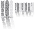 Unleazhed unscratch - frame protection film monstera black matt