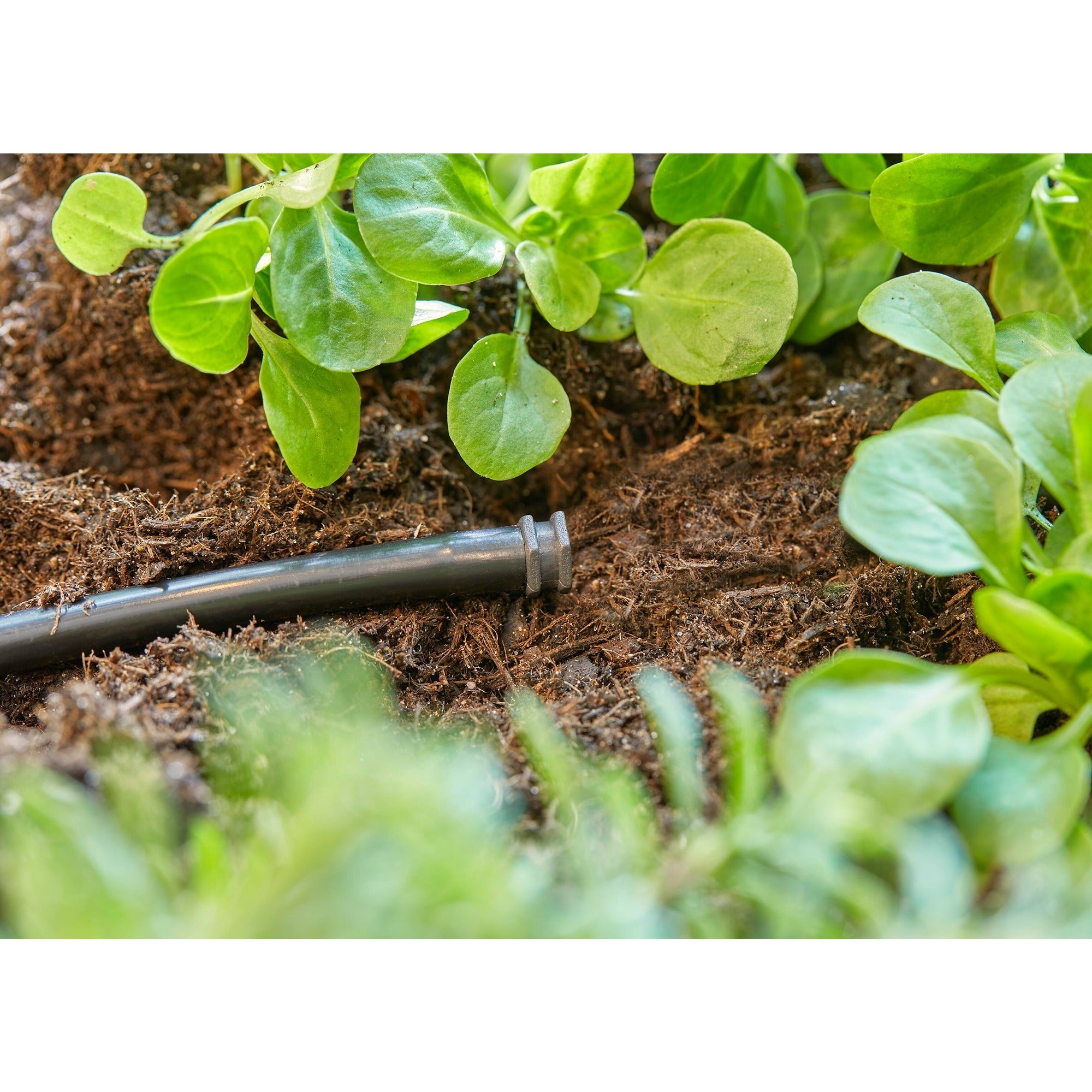 Gardena plug 4,6 mm (3 16 ) sluiting (donkergrijs, 10 stuks)