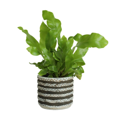 Bloempot serie raf grijs 8,5 cm | 24 stuks