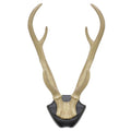 Wanddecoratie hertengewei op bord 34,5 cm | 6 stuks