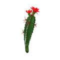 Cactus met bloem rood groen 19 cm | 48 stuks