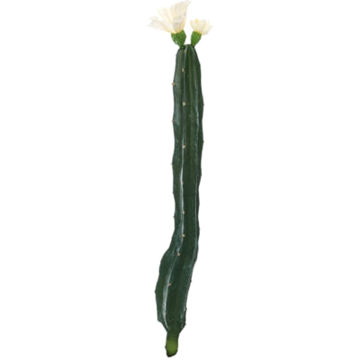 Cactus met bloem wit groen 35 cm | 24 stuks