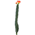 Cactus met bloem oranje groen 35 cm | 24 stuks
