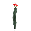 Cactus met bloem rood groen 23 cm | 24 stuks