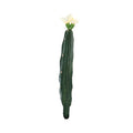 Cactus met bloem wit groen 23 cm | 24 stuks