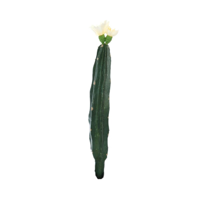 Cactus met bloem wit groen 23 cm | 24 stuks