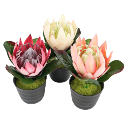 Kunstplant in pot protea 21 cm 3 assorti | 12 stuks