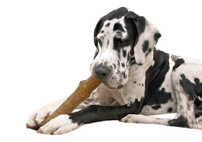 PETTSTAGE Hartriegel Langable Stick