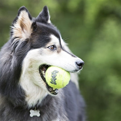 Kong Squeakair Tennisball gelb mit Quietscher