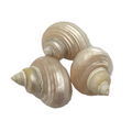 Papoose Toys Papoose Toys Telempu Shell 5pc